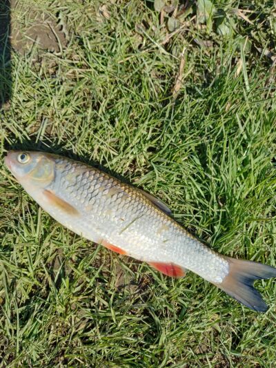 šapalas, 0,5 kg — Dubysa