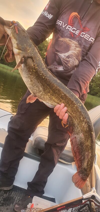 šamas, 6,2 kg