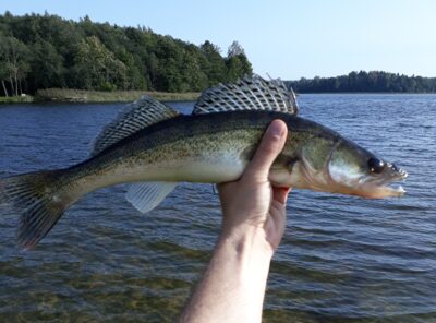 Starkis, 0,7 kg — Nevėža