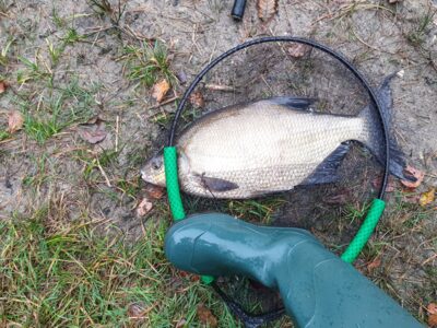 Karšis, 1,8 kg — Aisetas