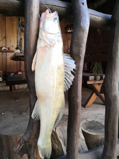 Starkis, 1,0 kg — Kuršių