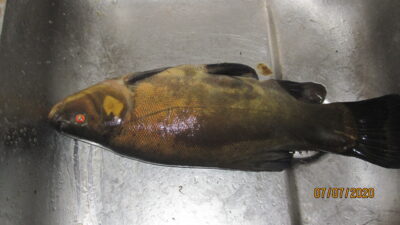 Lynas, 0,8 kg