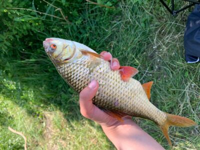 Paprastoji kuoja, 0,4 kg — Rubikių