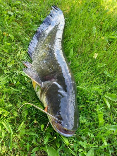 šamas, 4,8 kg — Nemunas
