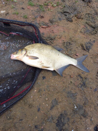Karšis, 1,8 kg — Nemunas