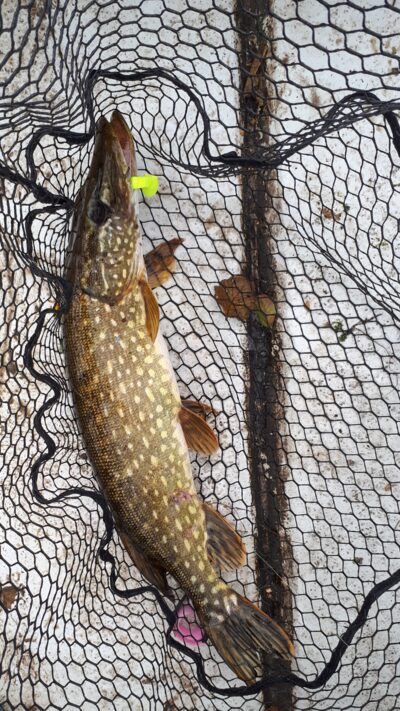 Lydeka