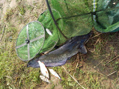 šamas, 5,2 kg — Nemunas
