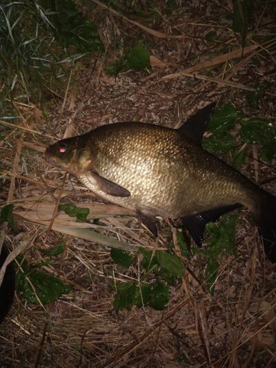 Karšis, 1,7 kg — Mūša