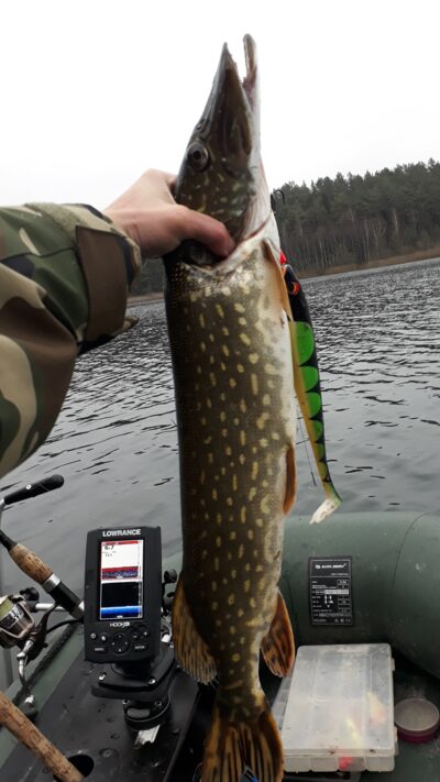 Lydeka, 2,2 kg