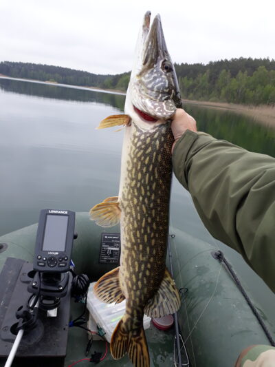 Lydeka, 3,9 kg