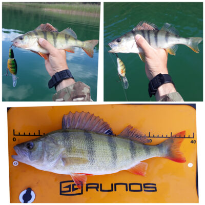 Ešerys, 0,8 kg