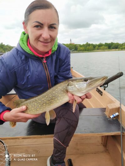Lydeka, 1,5 kg