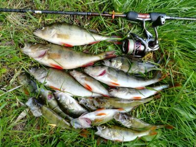 Ešerys, 1,6 kg — Aukštadvario HE
