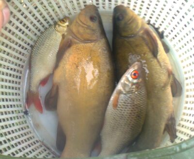 Lynas ×2