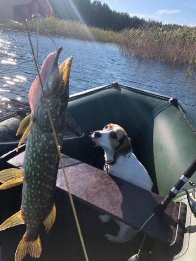 Lydeka, 1,5 kg