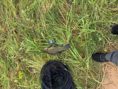 Lynas, 0,7 kg — Leliūnų