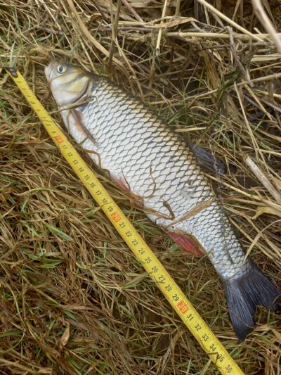 šapalas, 0,7 kg — Dubysa
