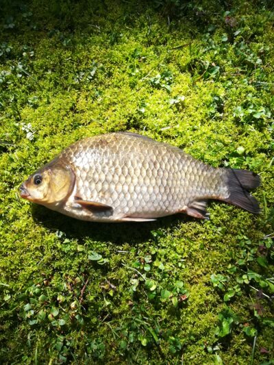 Sidabrinis karosas, 0,8 kg — Sartai