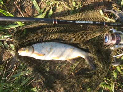 Žiobris, 0,6 kg