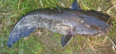 šamas, 4,5 kg — Nemunas