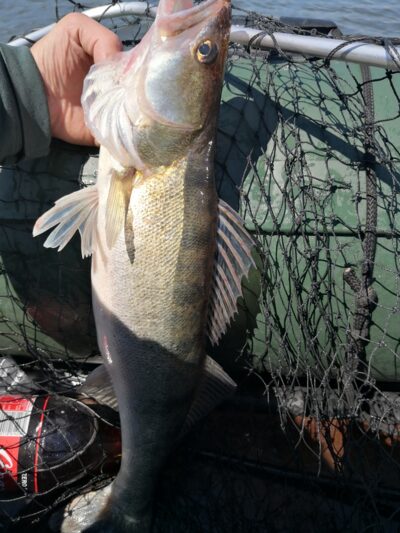 Starkis, 2,1 kg — Kuršių