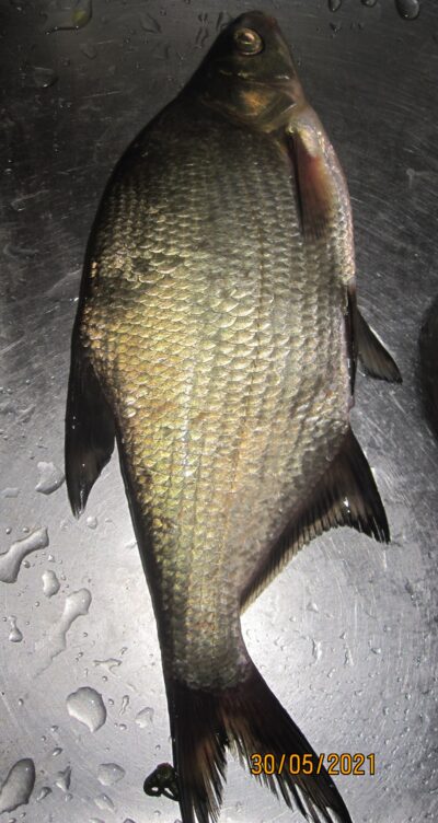 Karšis, 0,4 kg