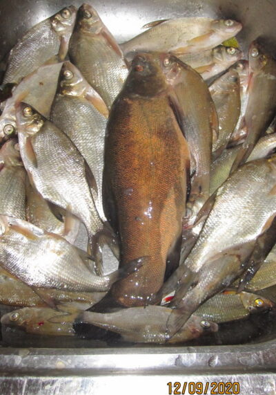 Lynas, 0,6 kg