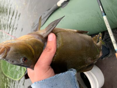 Lynas, 0,7 kg — Leliūnų