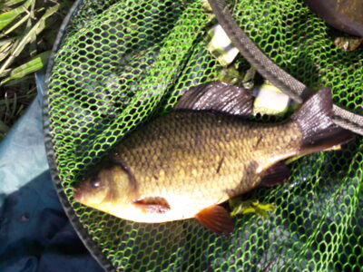 Auksinis karosas, 0,5 kg