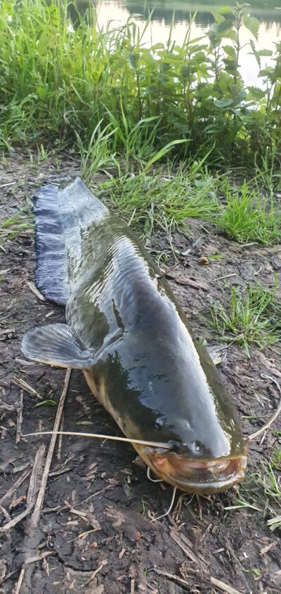 šamas, 2,9 kg