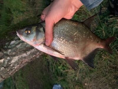 Karšis, 0,5 kg — Rubikių