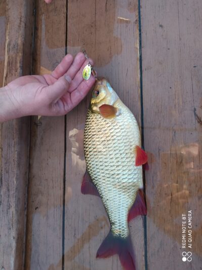 Paprastoji raudė, 0,5 kg