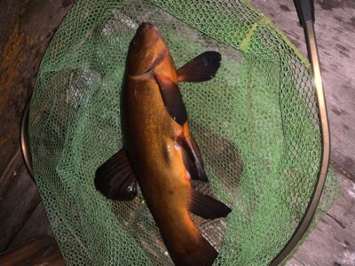Lynas, 1,5 kg