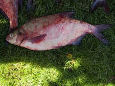 Karšis, 1,5 kg — Kuršių