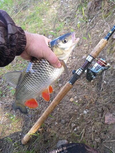 šapalas, 1,4 kg