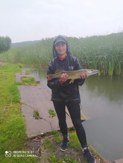 Lydeka, 1,5 kg