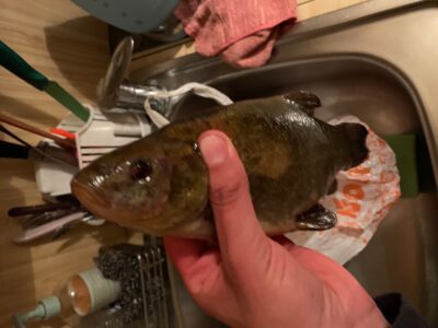 Lynas, 0,3 kg — Leliūnų