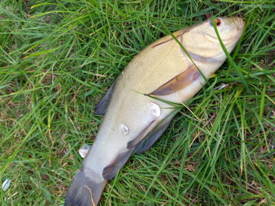 Lynas, 0,3 kg — Užvenčio