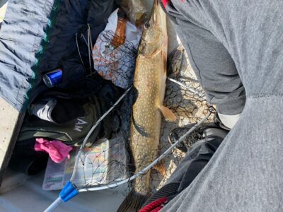 Lydeka, 4,3 kg — Mūšėjus