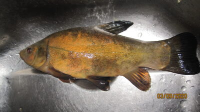 Lynas, 0,5 kg