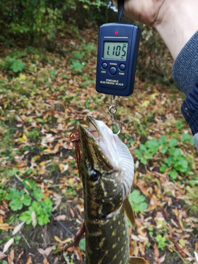 Lydeka, 1,1 kg — Marijampolės II-asis