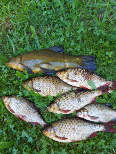 Lynas, 1,4 kg