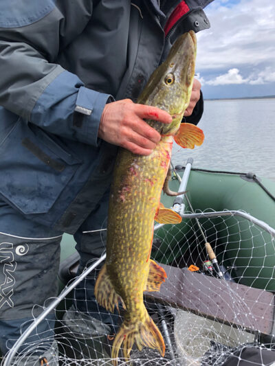 Lydeka, 5,0 kg
