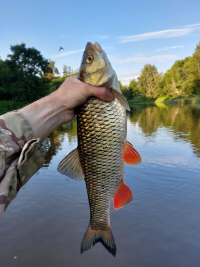 šapalas, 1,2 kg — Šventoji