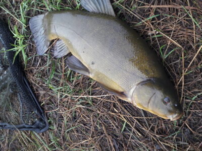 Lynas, 2,2 kg — Užvenčio