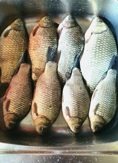 Sidabrinis karosas ×8