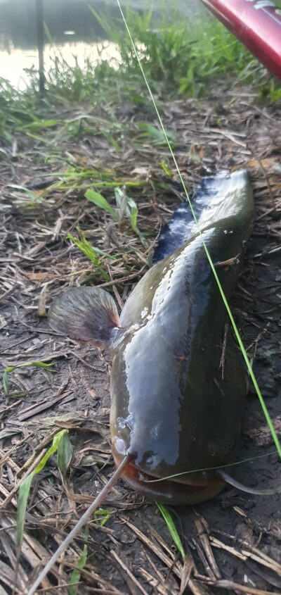 šamas, 3,3 kg — Venta