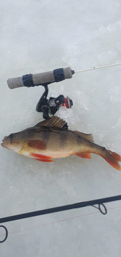 Ešerys, 0,4 kg