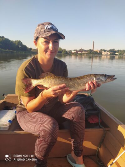 Lydeka, 1,4 kg — Talkša