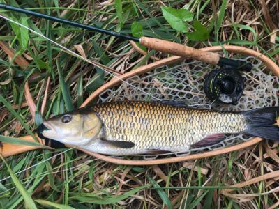 šapalas, 1,6 kg